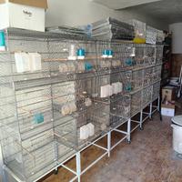 batteria gabbie uccelli 180cm