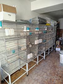 batteria gabbie uccelli 180cm