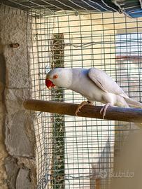 Parrocchetto dal collare pallida viola cleartail
