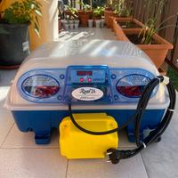 Noleggio incubatrice borotto