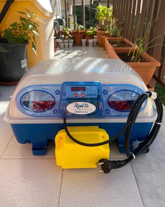 Noleggio incubatrice borotto