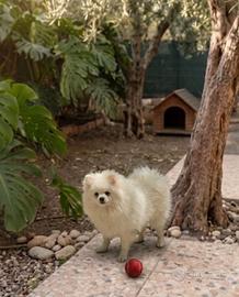 Spitz, cucciolone maschio con Pedigree