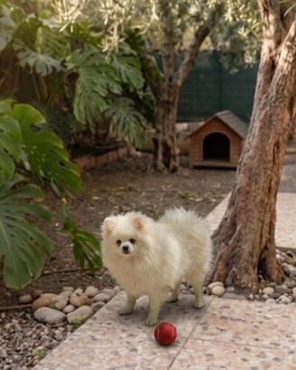 Spitz, cucciolone maschio con Pedigree