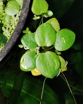 piante acquario galleggianti limnobium  LEGGERE 