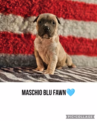 Cuccioli amstaff