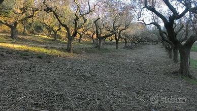 Terreno edificabile a Silvi
