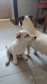 Ultimo cucciolo di Jack Russell disponibile