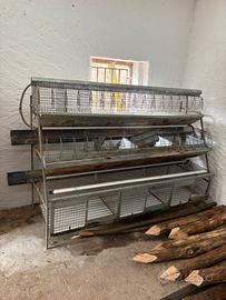 Gabbia conigli da ingrasso