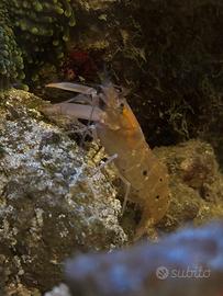 RARITÀ - Alpheus parvimaculatus gambero pistola