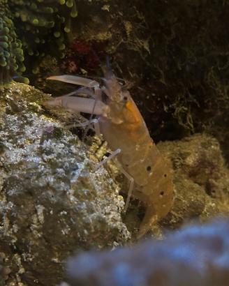 RARITÀ - Alpheus parvimaculatus gambero pistola