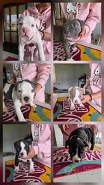 Meravigliosi cuccioli di American Bully