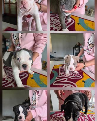 Meravigliosi cuccioli di American Bully