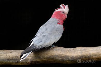 Cacatua rosa papagali