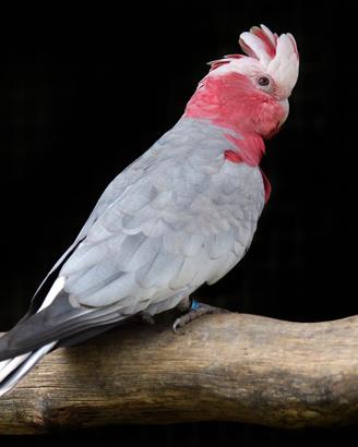 Cacatua rosa papagali