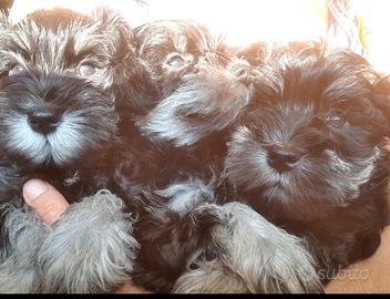 Schnauzer Nano Nero Argento
