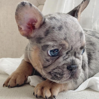 Bulldog francese
