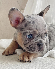Bulldog francese