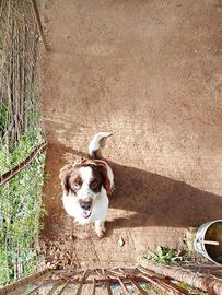 Cane per monta Springer Spaniel maschio