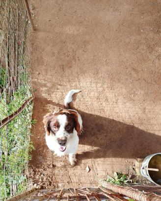 Cane per monta Springer Spaniel maschio
