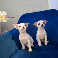 Cuoccioli chihuahua messicani