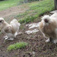 Galli e galline Moroseta