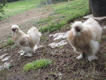 Galli e galline Moroseta