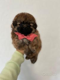 Volpino pomerania femmina MUSO CORTO