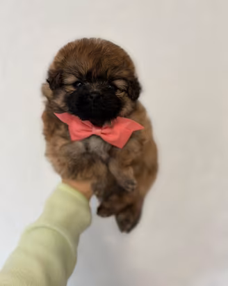 Volpino pomerania femmina MUSO CORTO