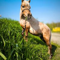 Pony shetland