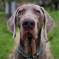 Cucciolone Weimaraner con Pedigree e Vaccini