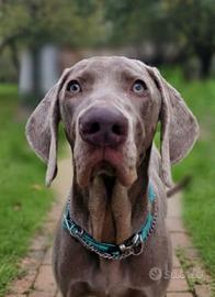 Cucciolone Weimaraner con Pedigree e Vaccini