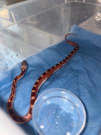 Serpente del grano