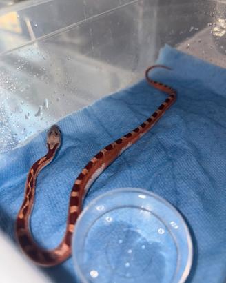Serpente del grano
