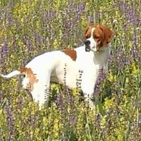 Pointer Inglese per Intenditori