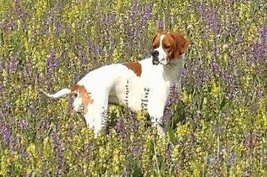 Pointer Inglese per Intenditori