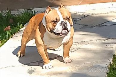American Bully