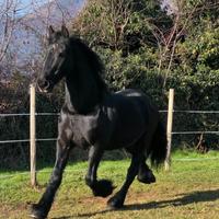 Castrone frisone per sella e carrozza