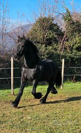 Castrone frisone per sella e carrozza