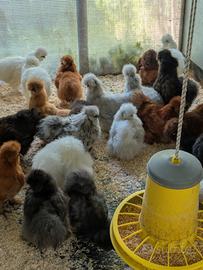 Galline