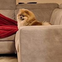 Cuccioli di Spitz Nano di Pomerania disponibili
