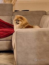 Cuccioli di Spitz Nano di Pomerania disponibili