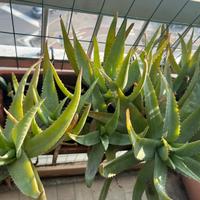 Aloe arborescens