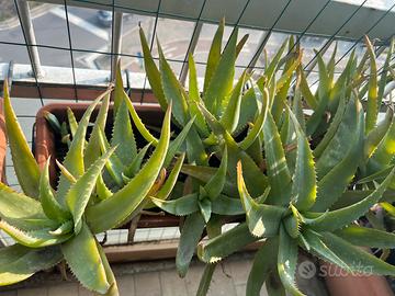 Aloe arborescens