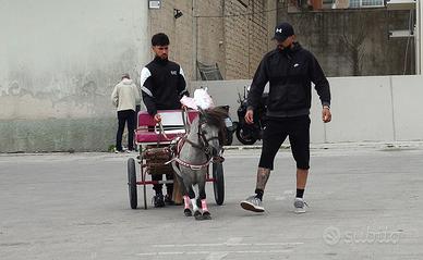 Pony maschio stalloncino