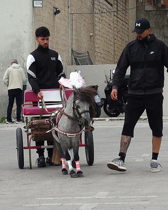 Pony maschio stalloncino