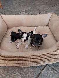 Cuccioli chihuahua