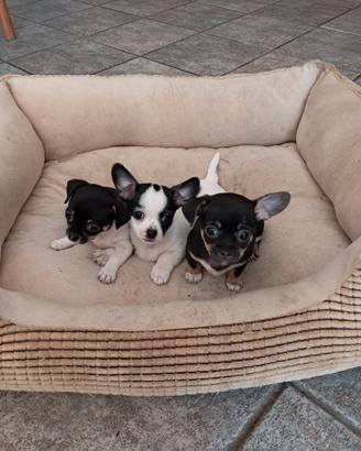 Cuccioli chihuahua