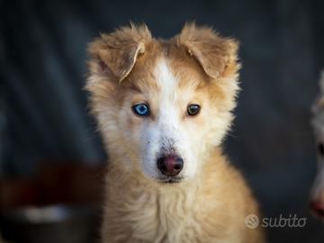 Cucciolo Border collie X Husky