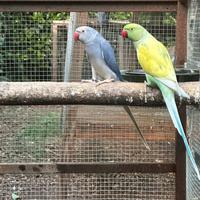 Coppia Parrochetti dal collare