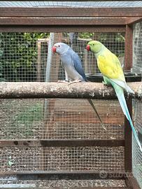 Coppia Parrochetti dal collare